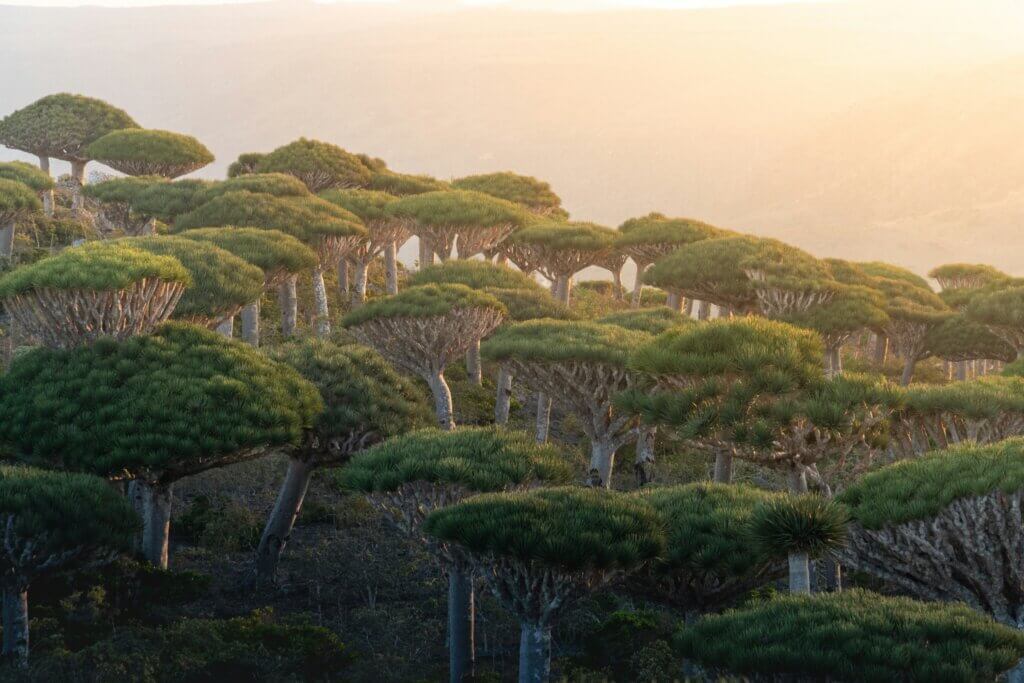 Alien-like Dragon's Blood trees on Socotra Island, Yemen