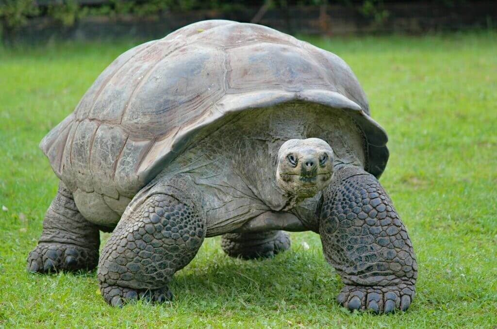 Giant Aldabra tortoise walking on grass in Seychelles
